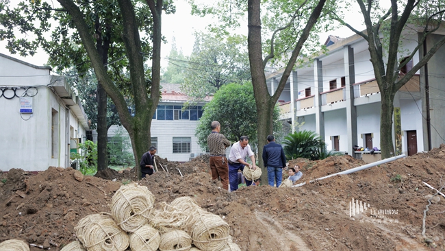 江南城發(fā)臨江棚改項目樹(shù)木移栽