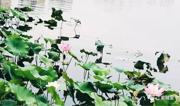 江南荷葉、蓮花